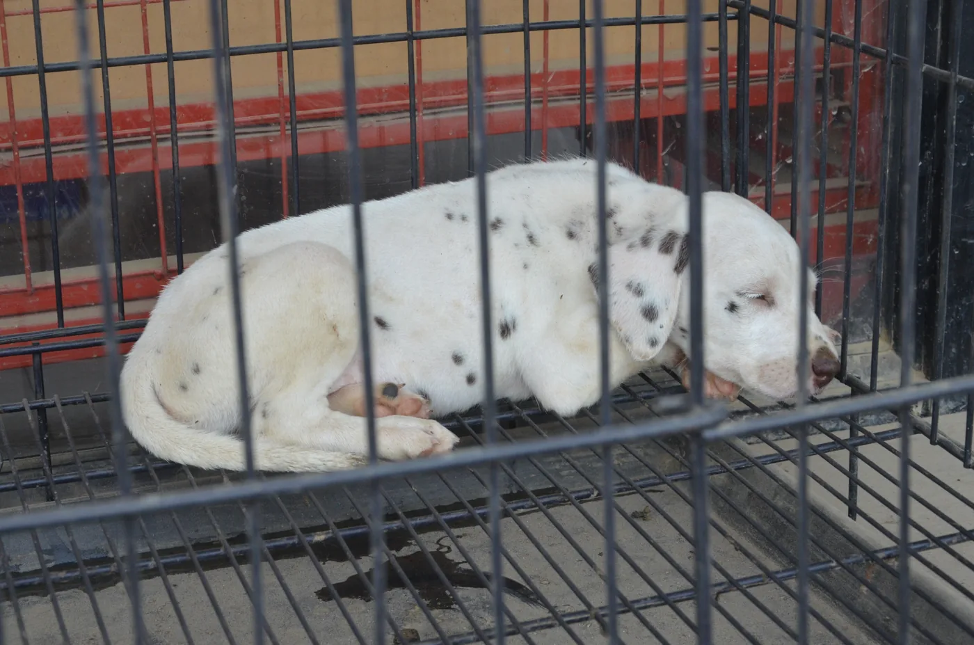 笼内的宠物犬,用于说明宠物笼舍与航空箱的尺寸和结构设计