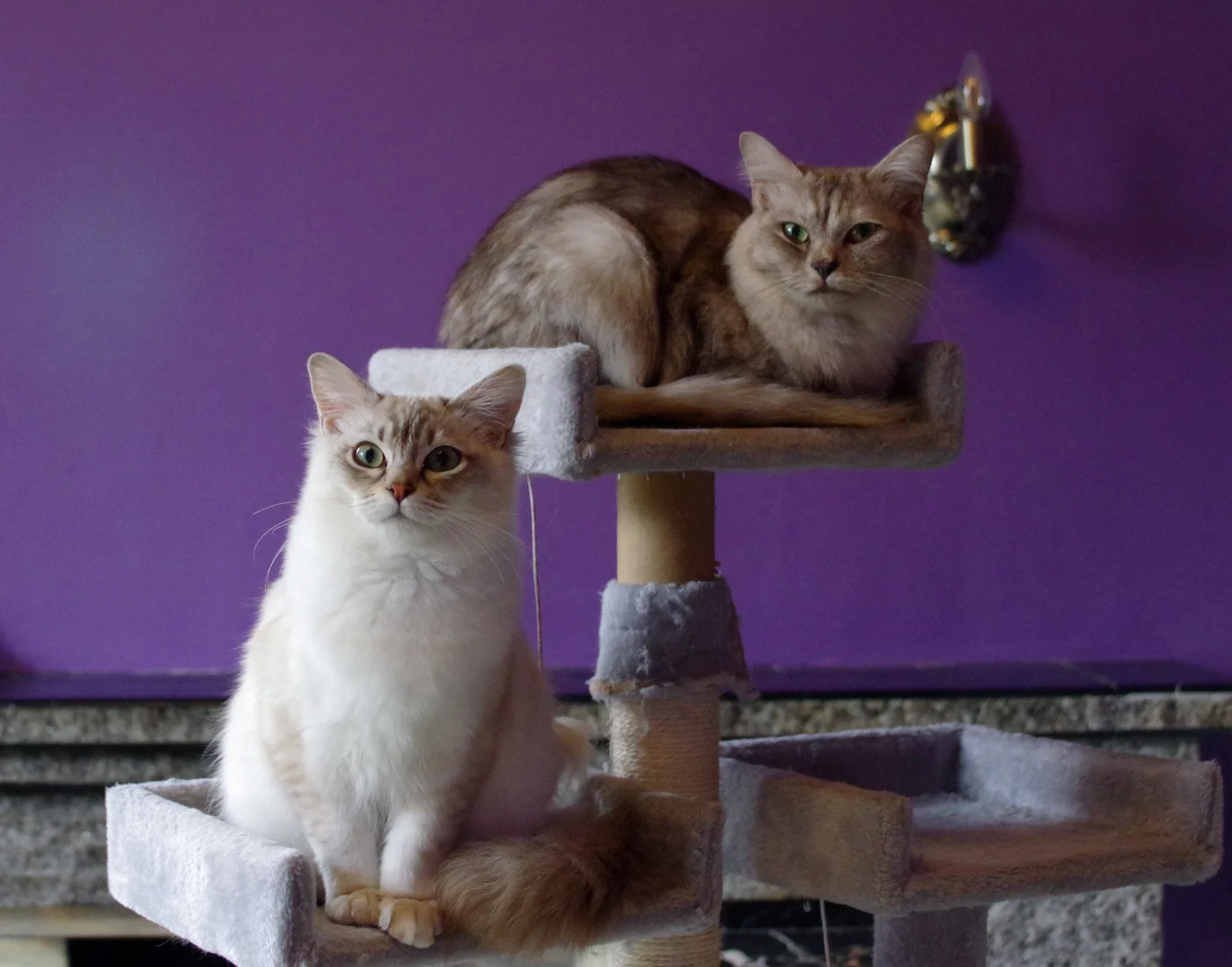 猫爬架出口：板材、绒面与结构承重怎么写